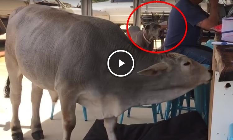 vaca duerme cama de perro video