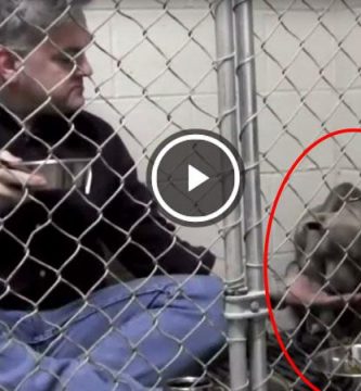 video veterinario come en jaula de perro