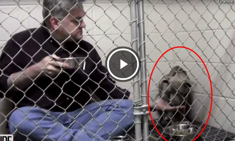 video veterinario come en jaula de perro
