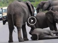 video de elefantes bebes