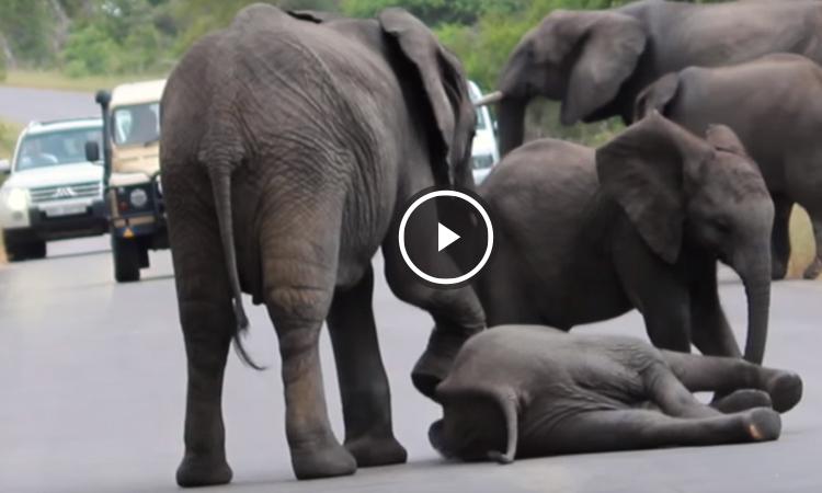 video de elefantes bebes