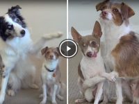 perros que se abrazan video