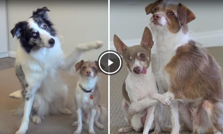 perros que se abrazan video
