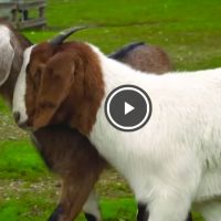 cabra guia cabra ciega