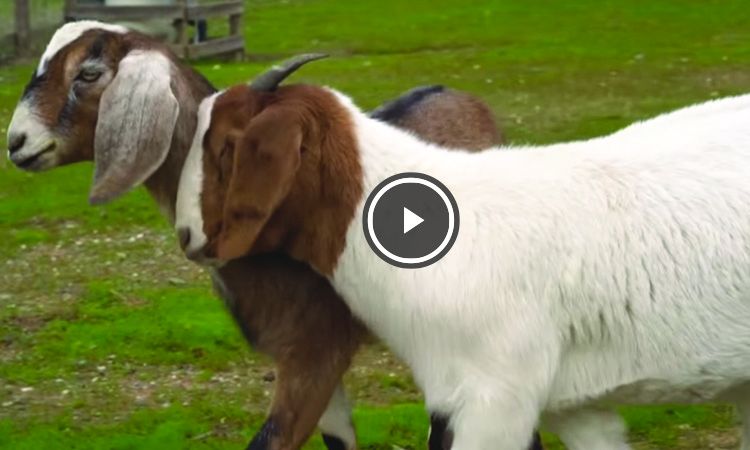 cabra guia cabra ciega