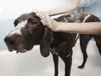 champu para perros casero