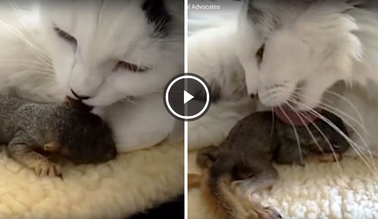 gata adopta ardilla video