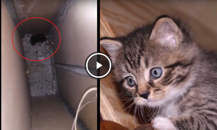 rescate de un gatito video