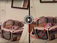 gato libera cachorro de jaula