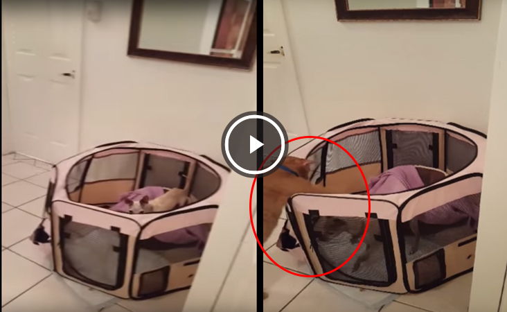 gato libera cachorro de jaula