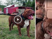 video del pitbull mas grande del mundo