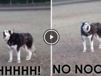 perro grita porque no quiere irse del parque