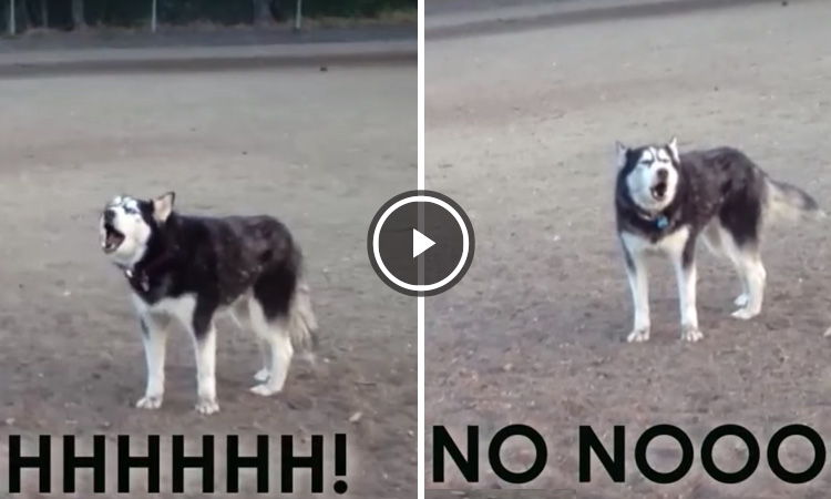 perro grita porque no quiere irse del parque