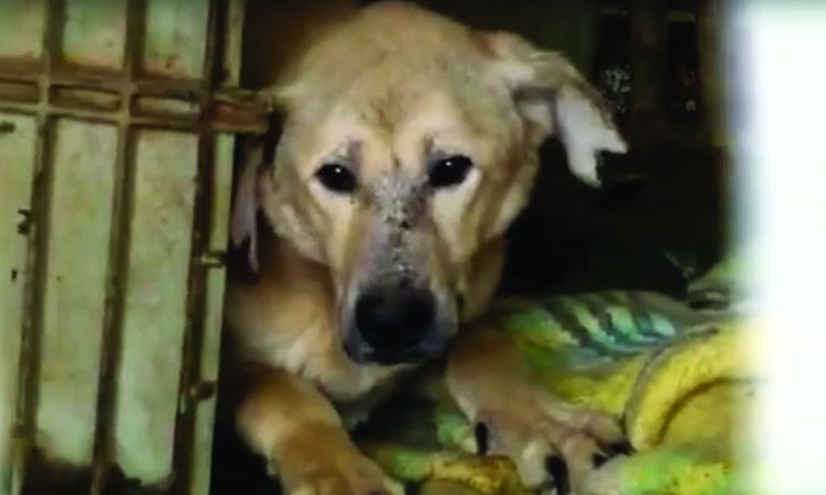 mujer salva todos los perros perrera israel