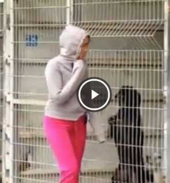 mujer compra perrera adopta perros