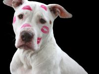 nombres para pitbull hembra