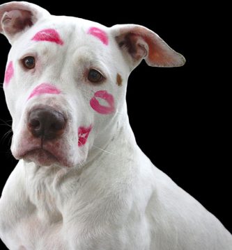 nombres para pitbull hembra