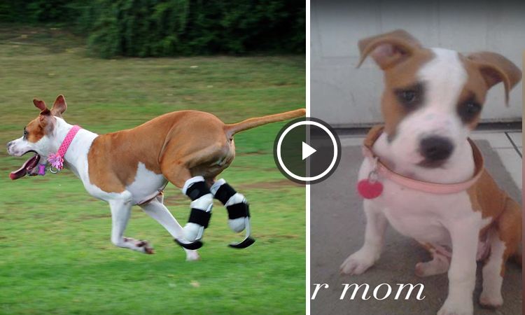 perro protesis patas