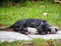 perro abandonado abraza peluche viejo