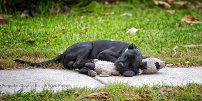 perro abandonado abraza peluche viejo