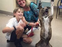 perro adoptado levanta las manos