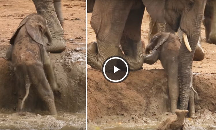 video de bebe elefante con su mama