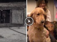 perra rescatada besa a su familia