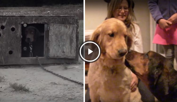 perra rescatada besa a su familia