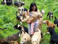 900 perros costa rica