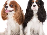 Cavalier King Charles Spaniel