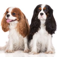 Cavalier King Charles Spaniel