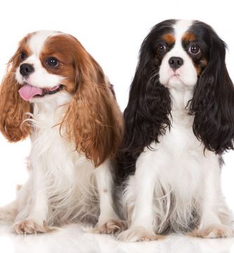 Cavalier King Charles Spaniel