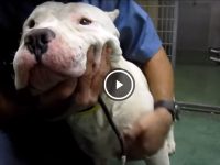 videos de staffordshire perro