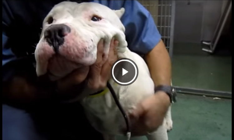 videos de staffordshire perro