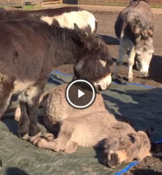 burros llorando la muerte de amigo burro