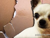 perros pueden comer cascara de huevo