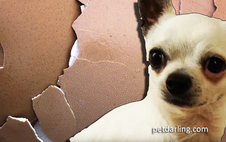perros pueden comer cascara de huevo