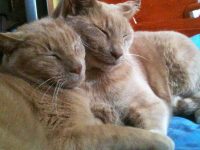 gato se reune con su gemelo perdido