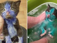 gatitos pintura azul