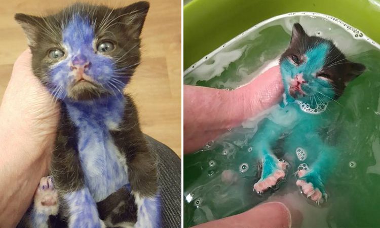 gatitos pintura azul