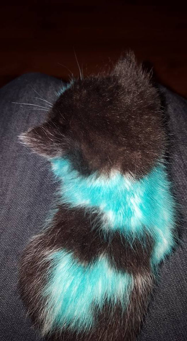 gatito pintado de azul