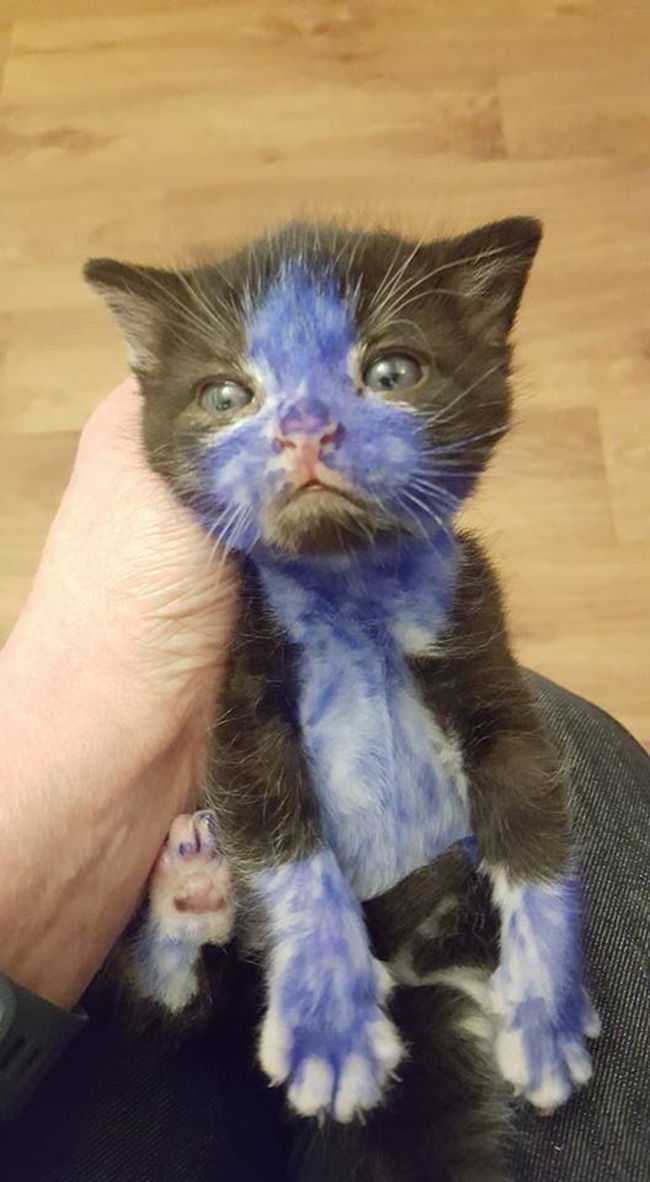 gatitos pintados tinta azul