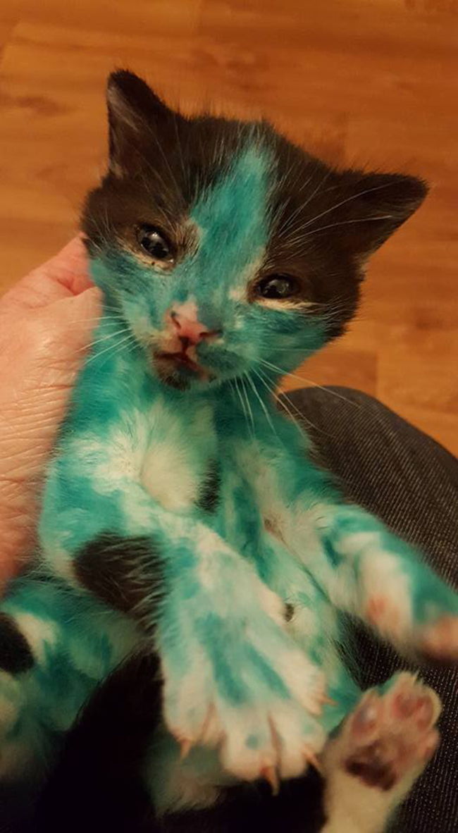 gatitos teñidos fotos