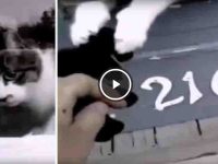 video de gato molestando al cartero