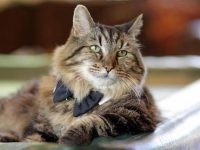 el gato mas viejo del mundo