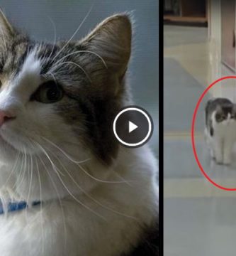 gato que predice la muerte