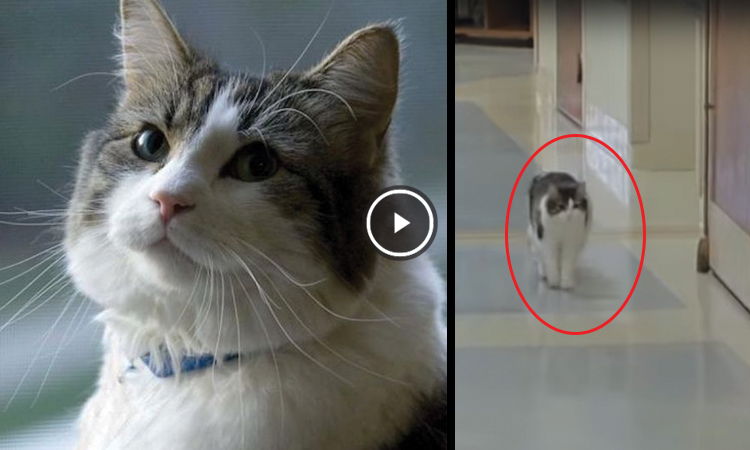 gato que predice la muerte