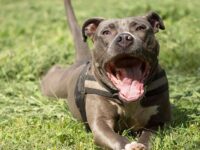 golpe de calor en perros