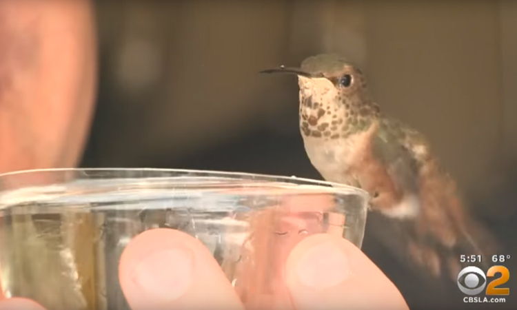 videos de colibris