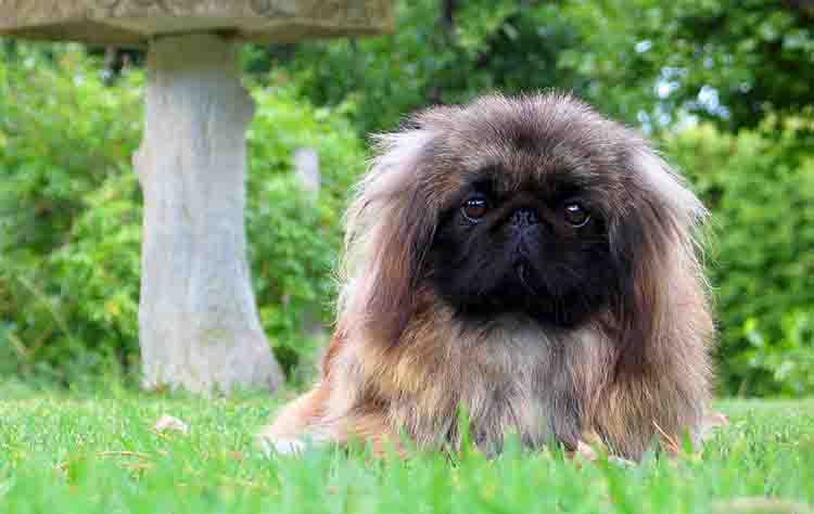 nombres para perros en chino